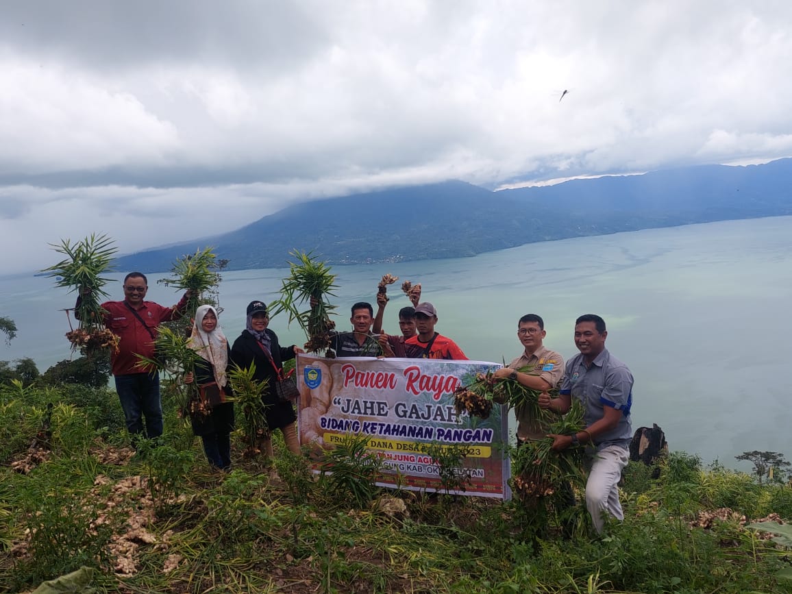 Kelompok Tani Budi Daya Tanaman Jahe Desa Tanjung Agung Gelar Giat Panen Raya