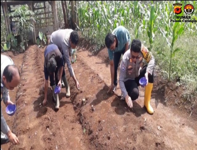 Dukung Ketahanan Pangan, Polsek Caringin Lanjutkan Tanam Bibit Jagung