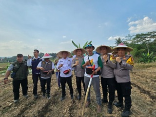 Dukung Ketahanan Pangan Nasional, Polres Bogor Tanam Jagung ke-3 di Lahan Baku Sawah Desa Sirnasari